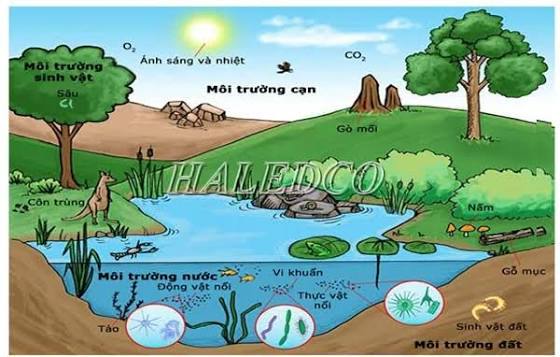 Ánh Sáng Cho Cuộc Sống